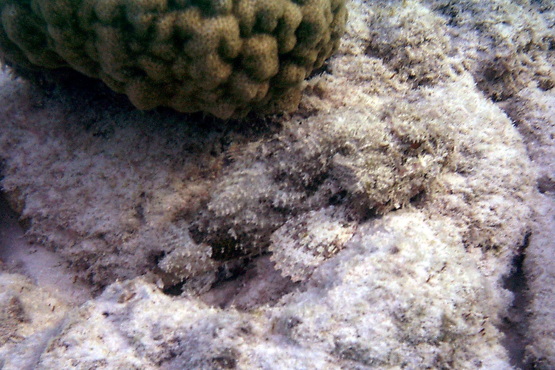 Spotted Scorpionfish