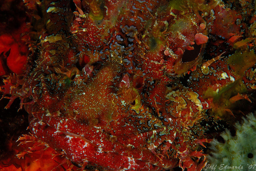 Spotted Scorpionfish