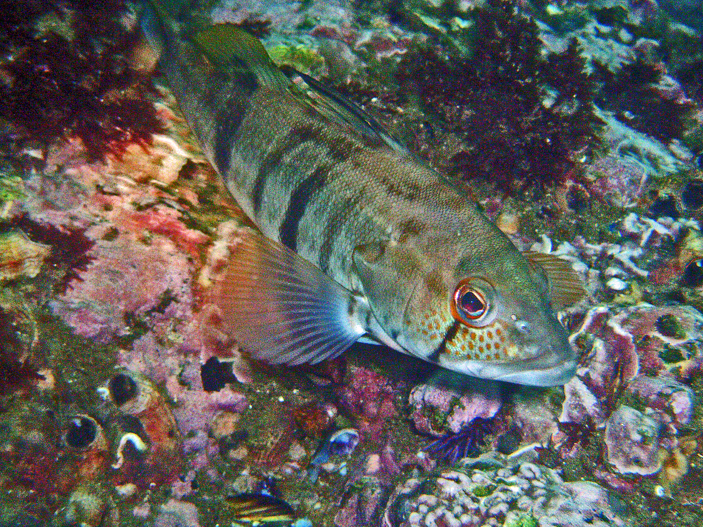 Spotted sea bass