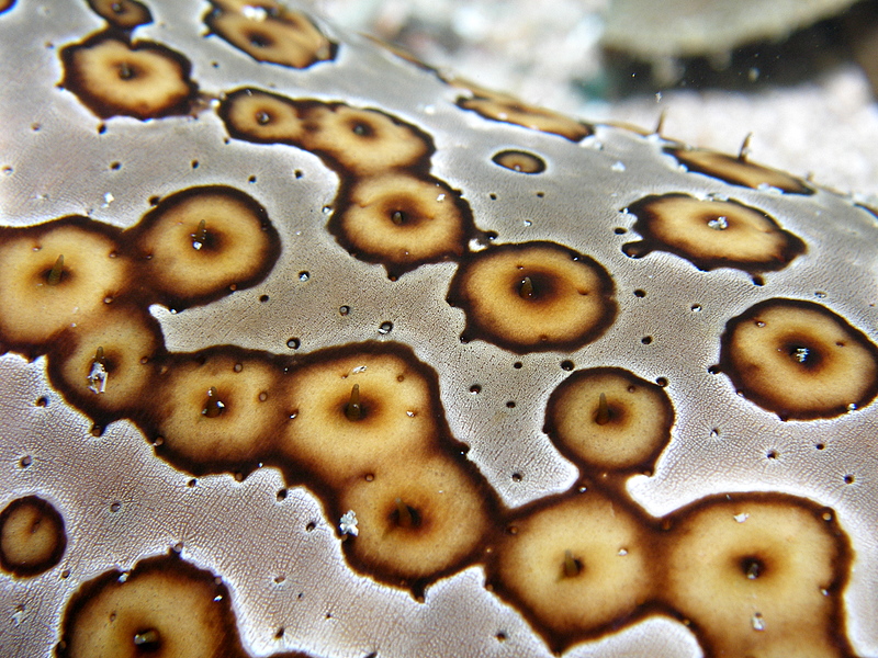 spotted sea cucumber