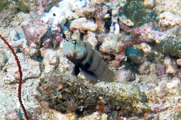 Spotted Shrimp Goby