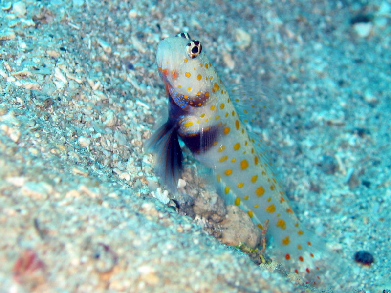Spotted Shrimp Goby