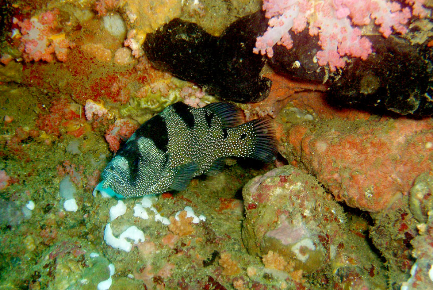 Spotted Soapfish