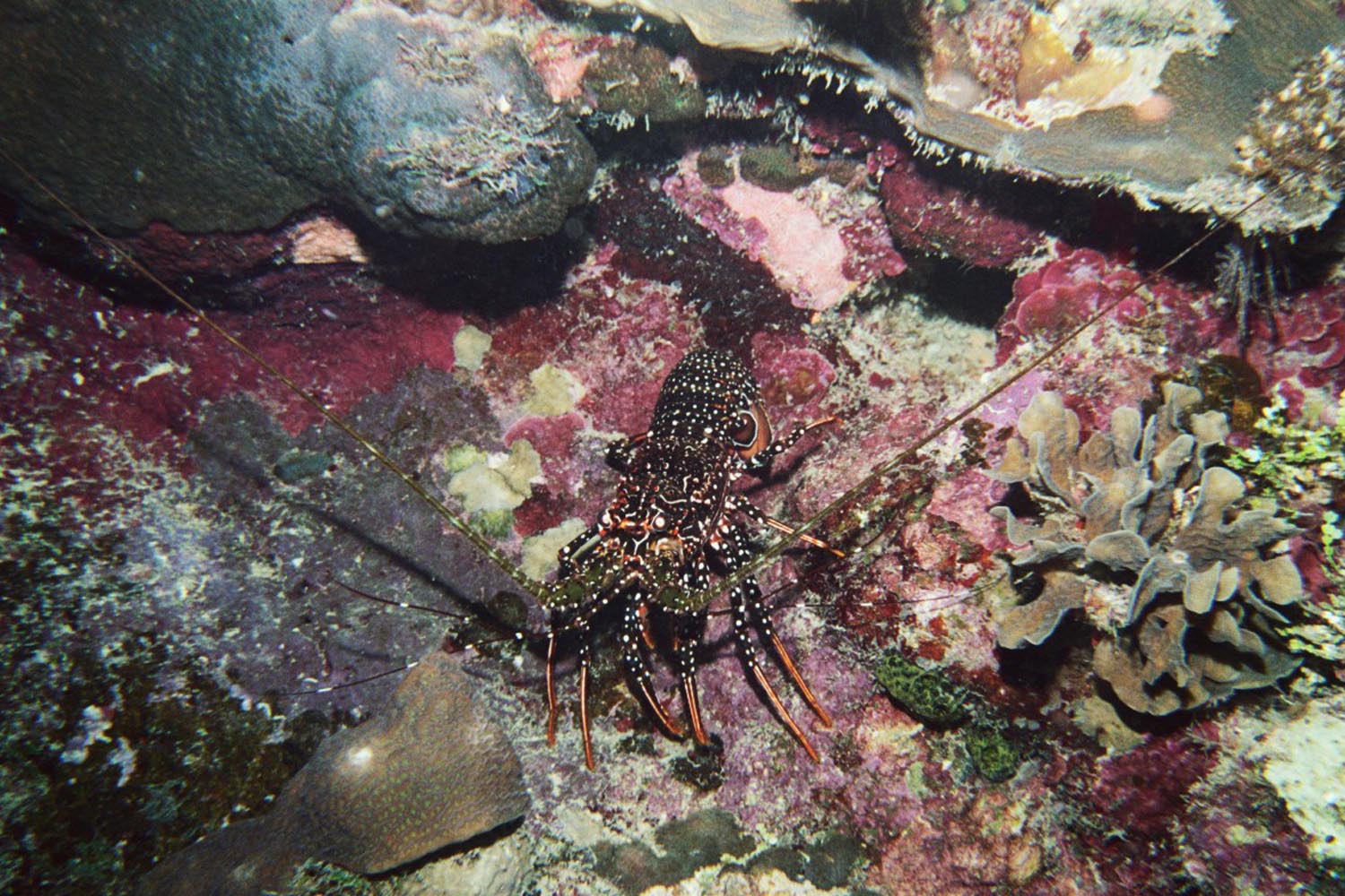 Spotted Spiny Lobster