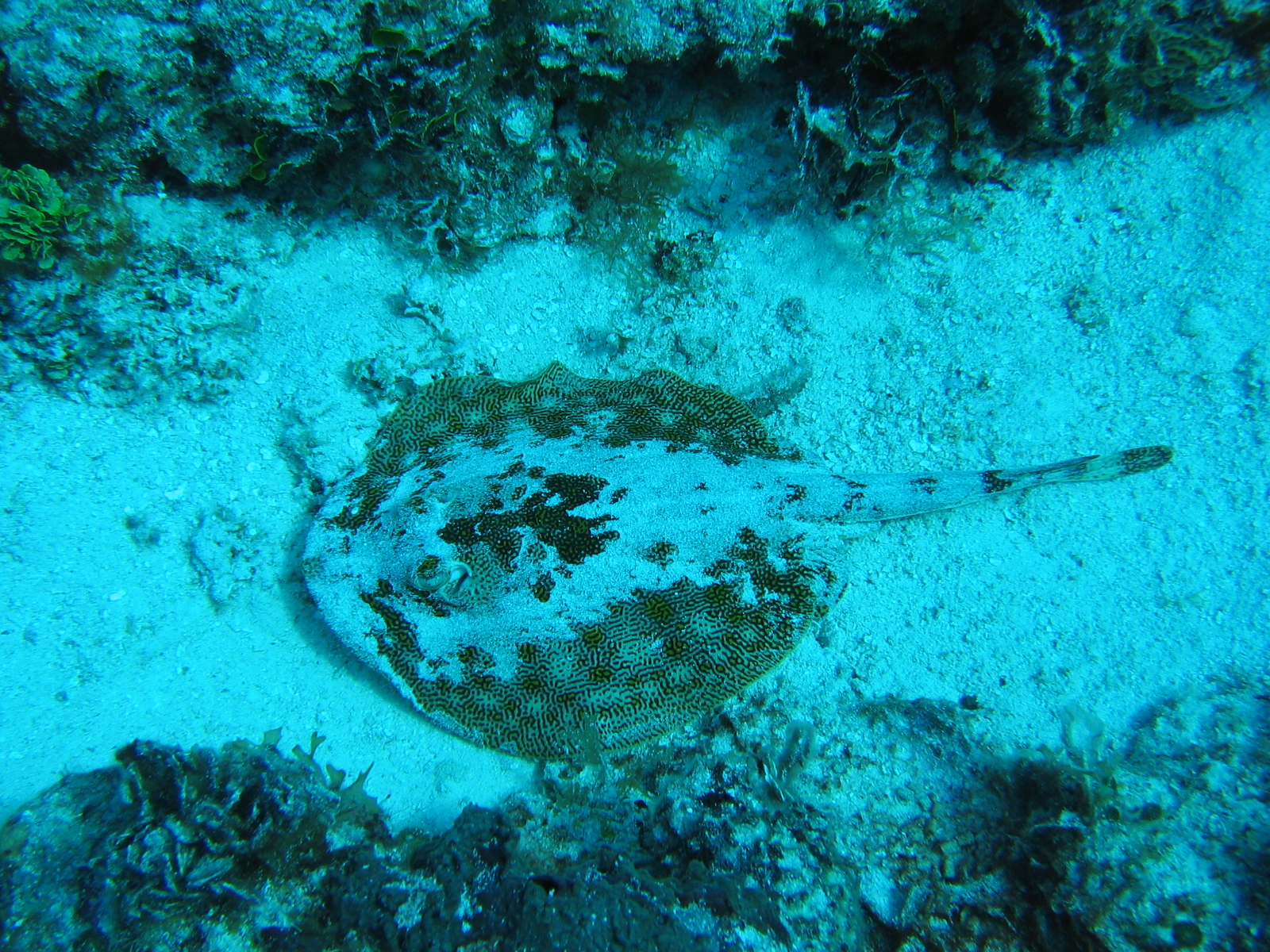 Spotted stingray