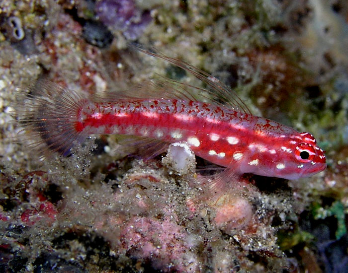 Spotted Triplefin