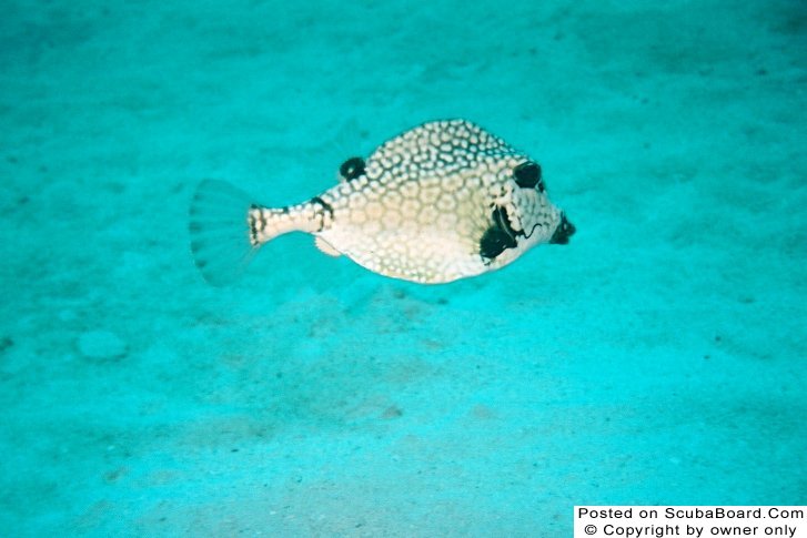 Spotted Trunk Fish