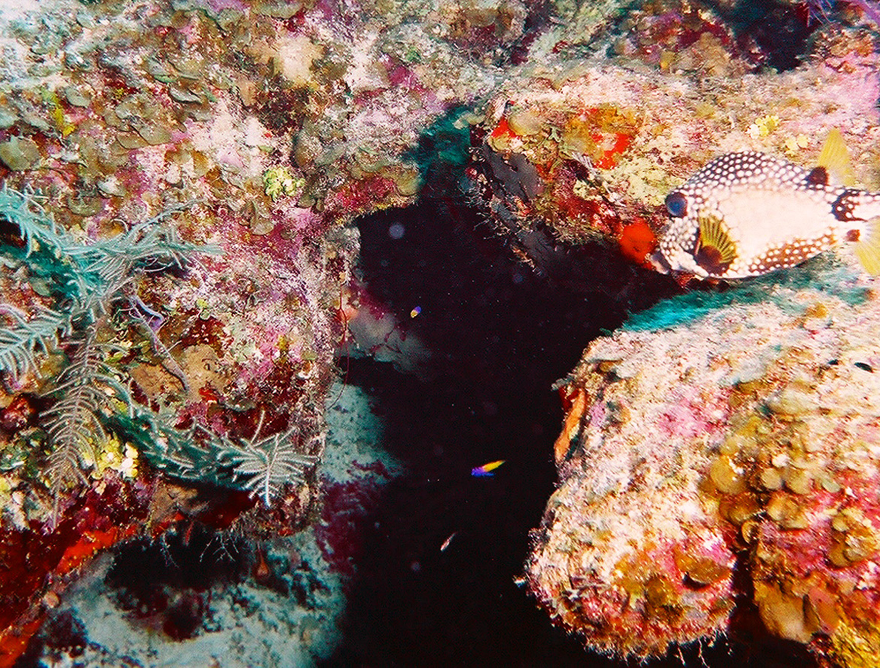 Spotted Trunk Fish