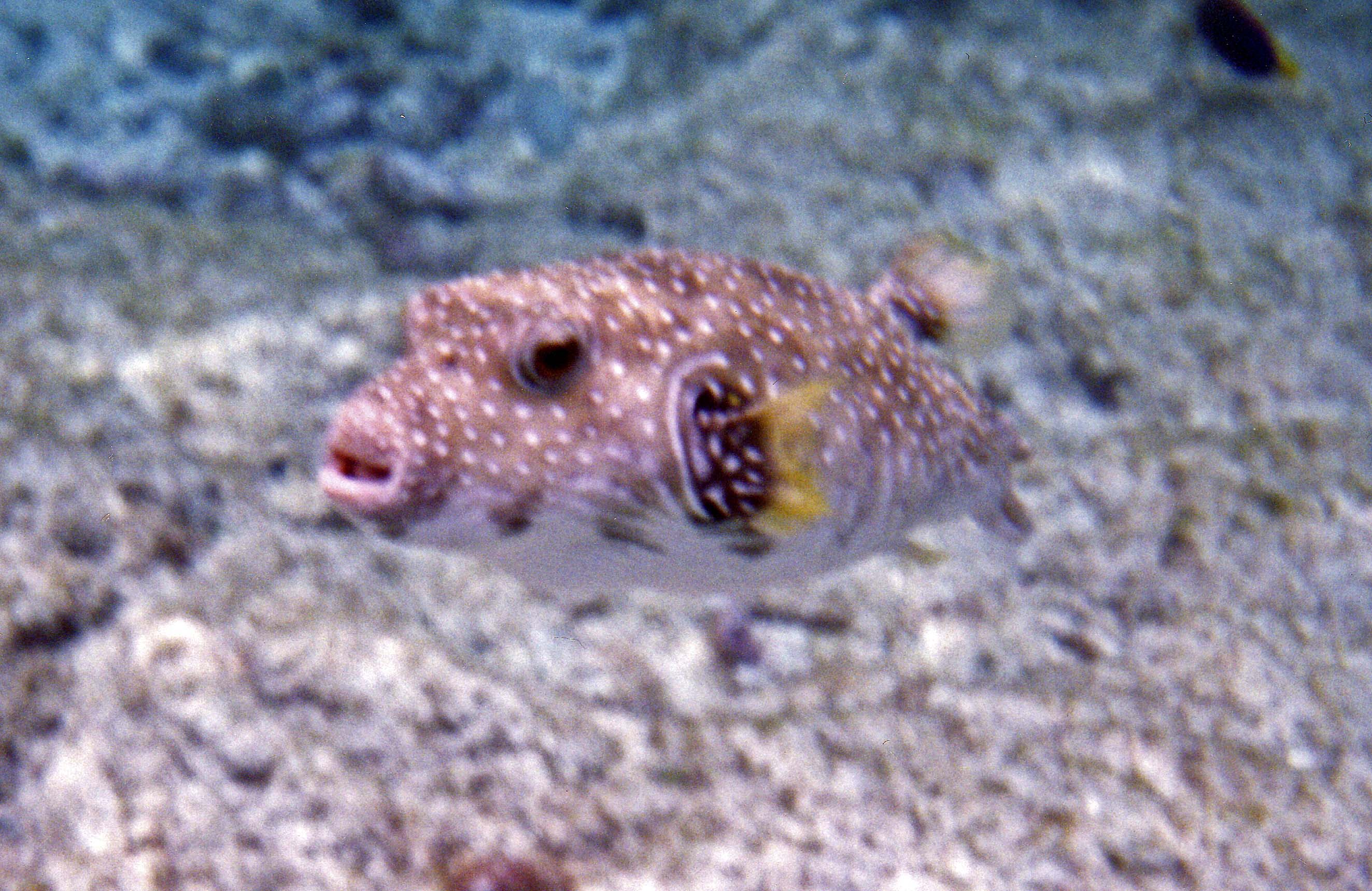 Spotted Trunk Fish