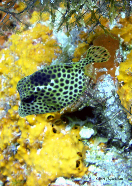 Spotted Trunkfish Baby