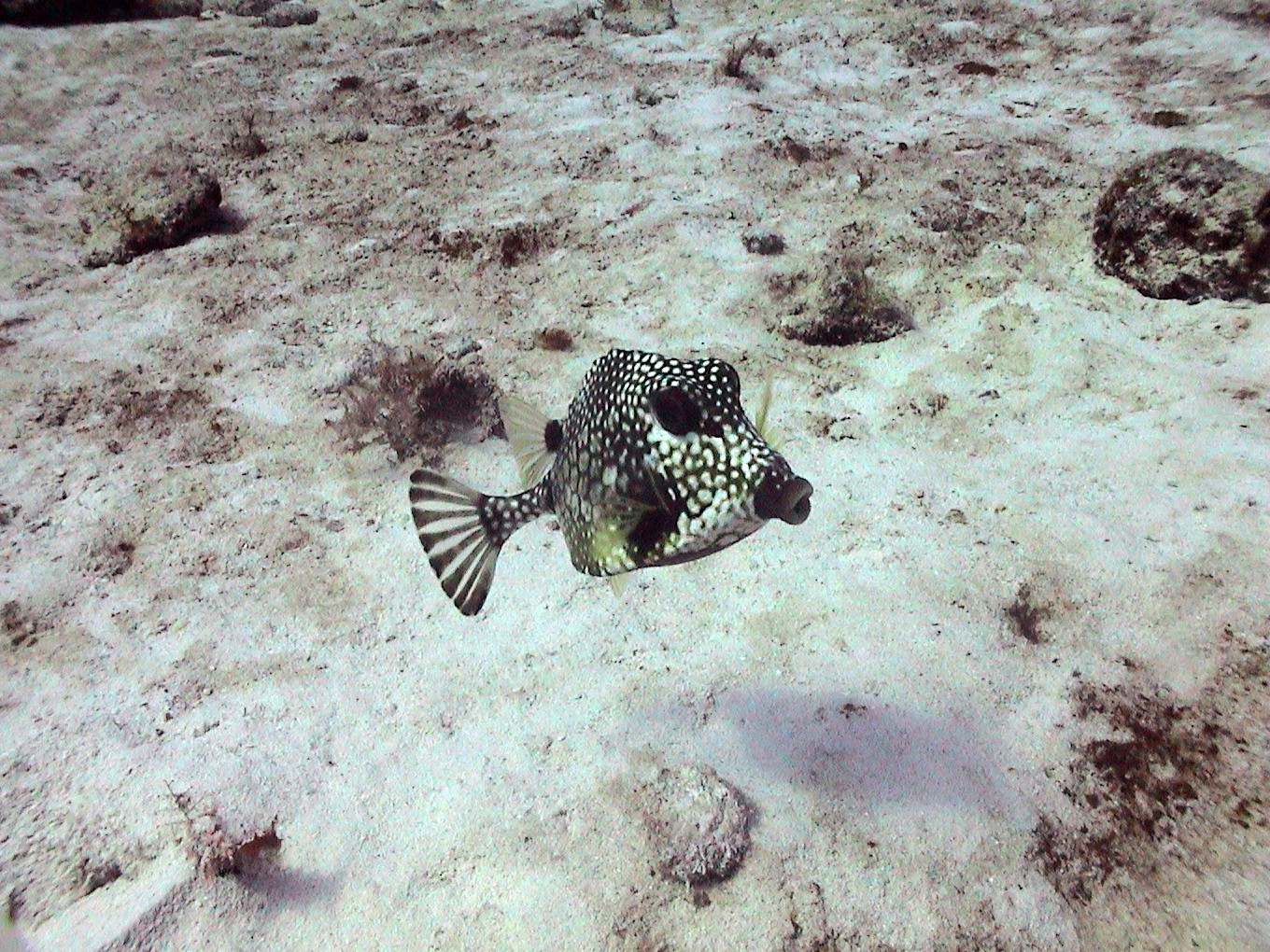 Spotted Trunkfish in Cozumel