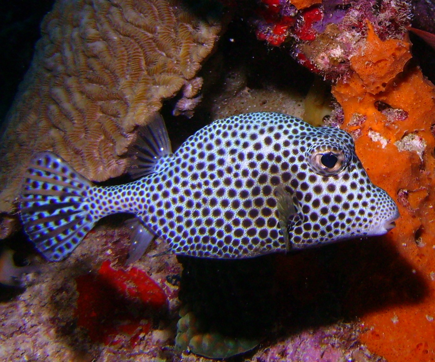 Spotted Trunkfish