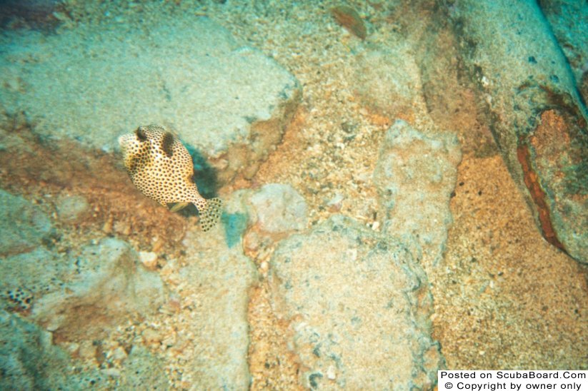 Spotted Trunkfish