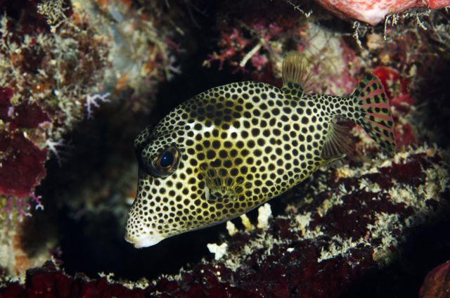 Spotted Trunkfish