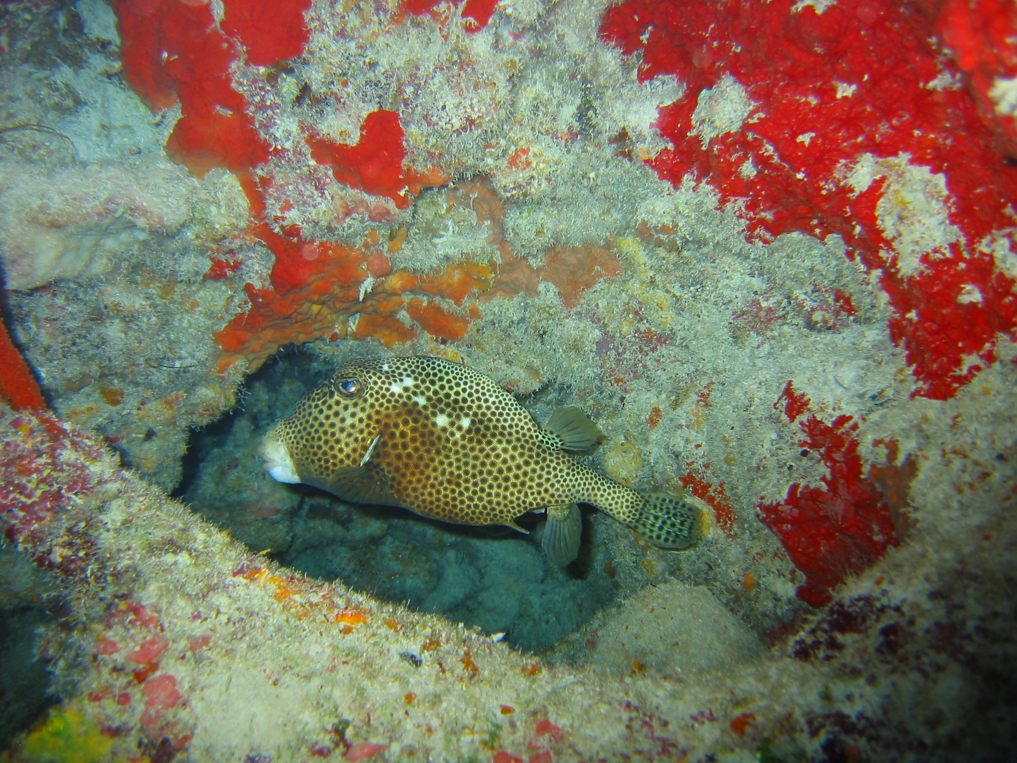 Spotted Trunkfish