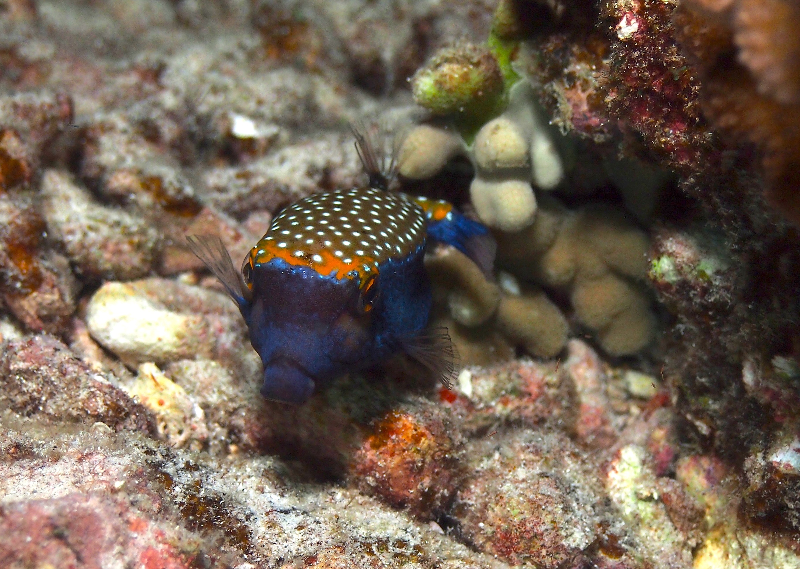 Spotted Trunkfish