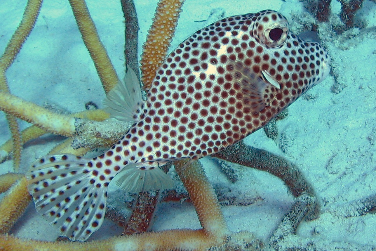 Spotted Trunkfish