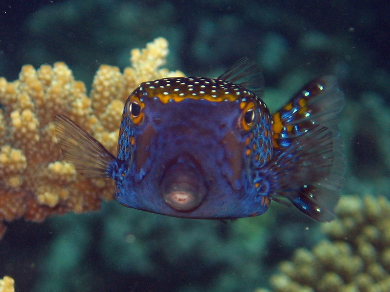 Spotted Trunkfish