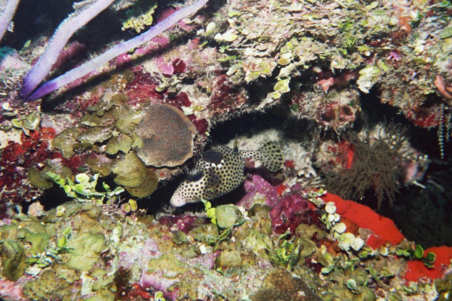 Spotted Trunkfish