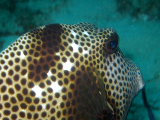 Spotted Trunkfish