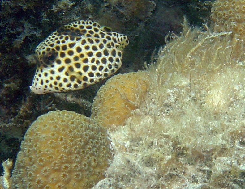 Spotted Trunkfish