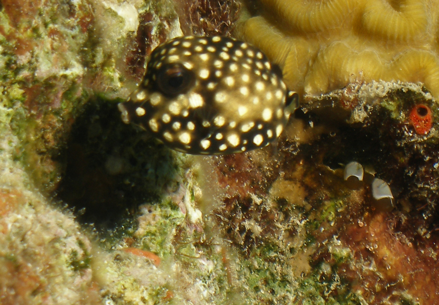 Spotted Trunkfish