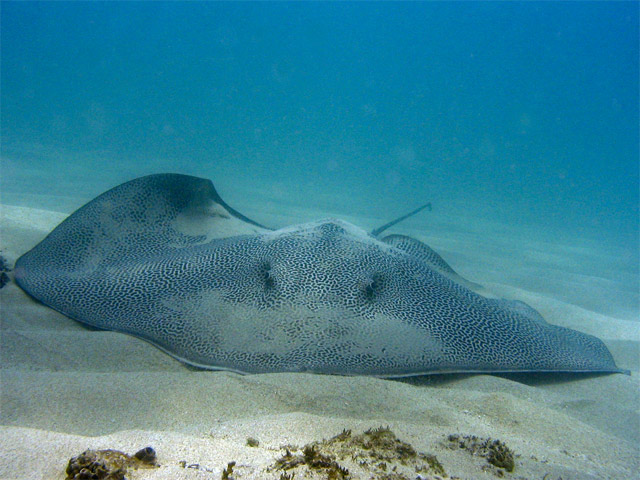 Spotted Whiptail Ray