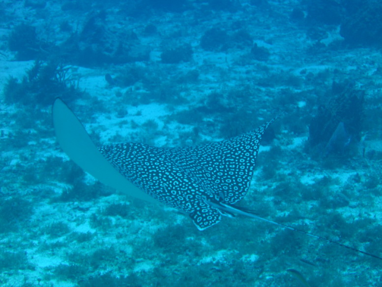 Spotted_Eagle_Ray