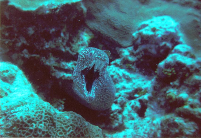 SPOTTED_EEL_Cozumel