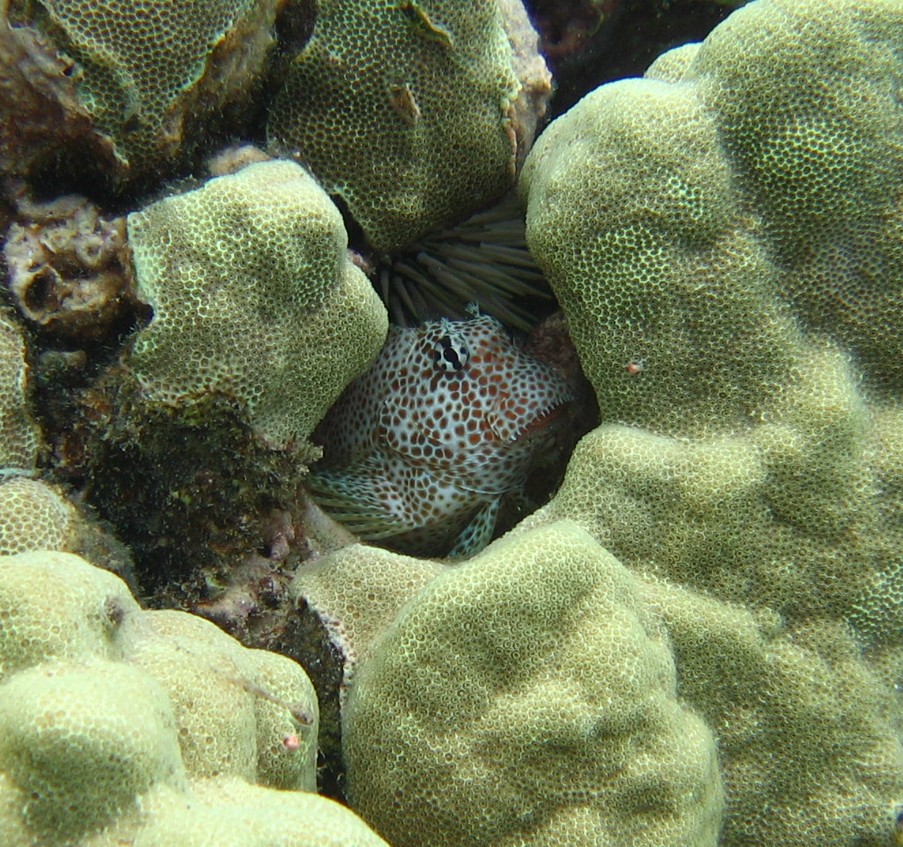 Spotted_Fish_3