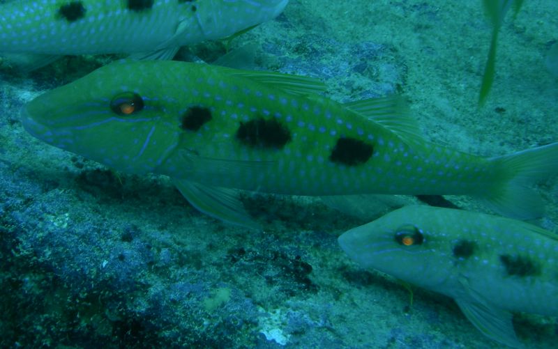 Spotted_Goatfish