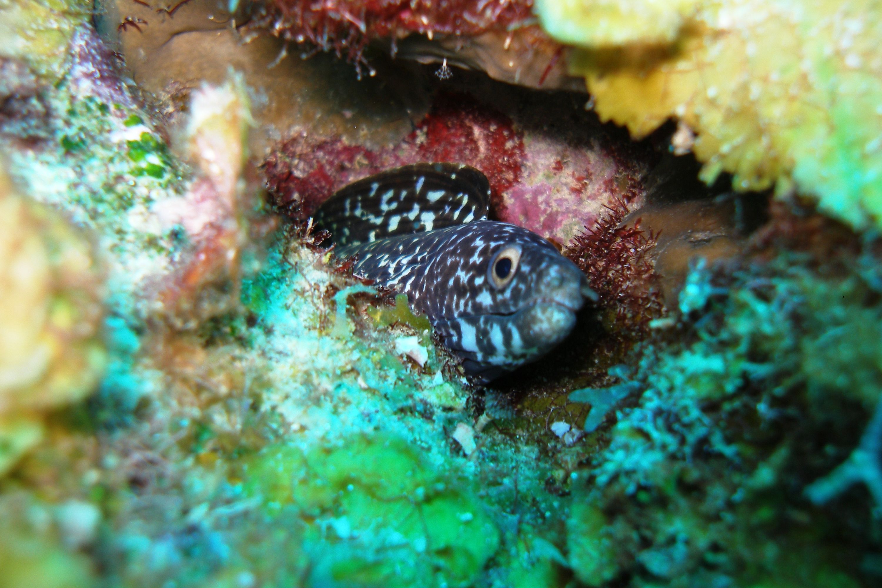 Spotted_Moray-Bonaire