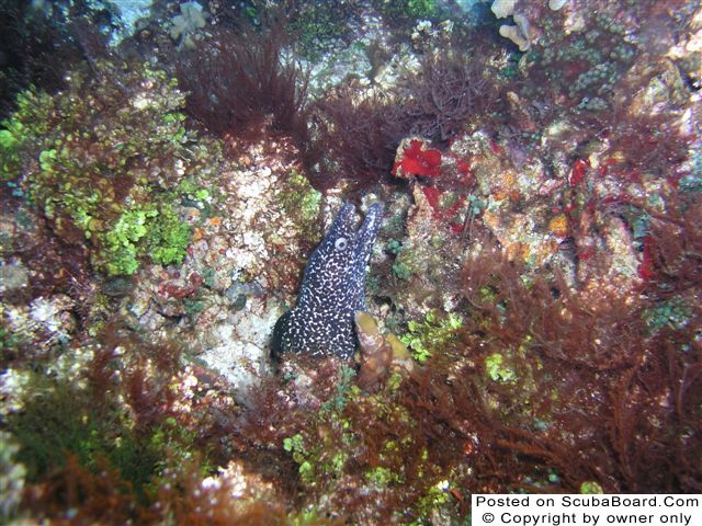 Spotted_Moray