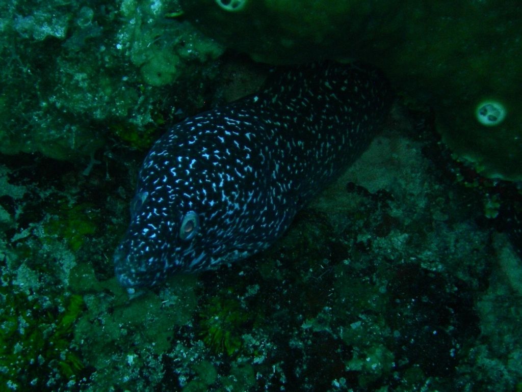 Spotted_Moray