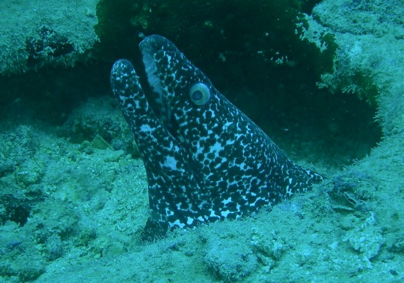 Spotted_Moray