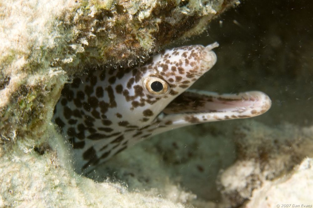 spotted_moray