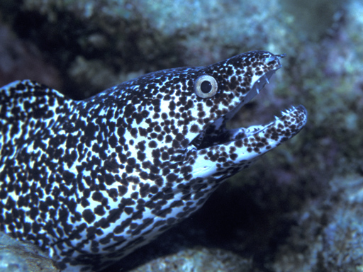 spotted_moray1