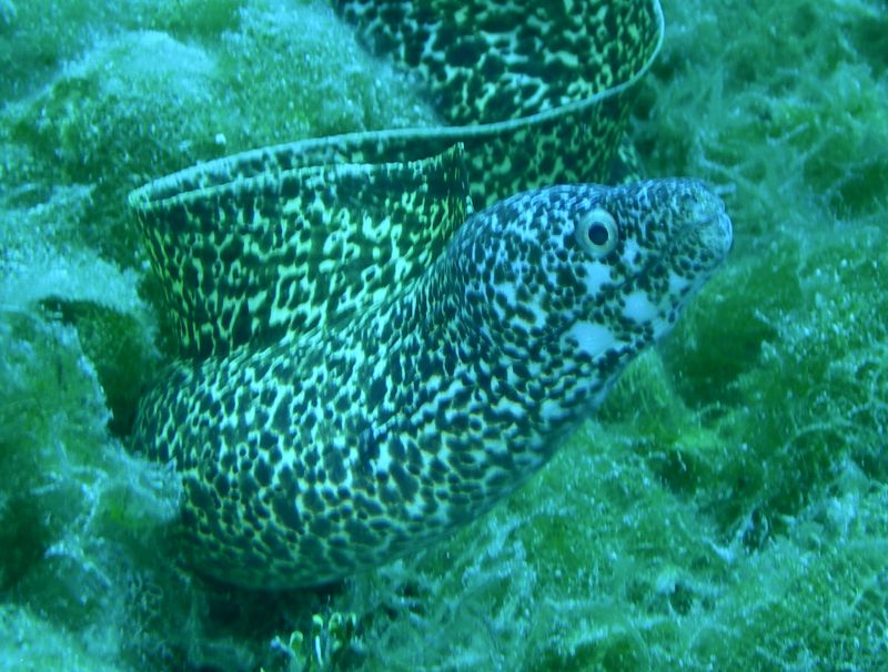 Spotted_Moray2