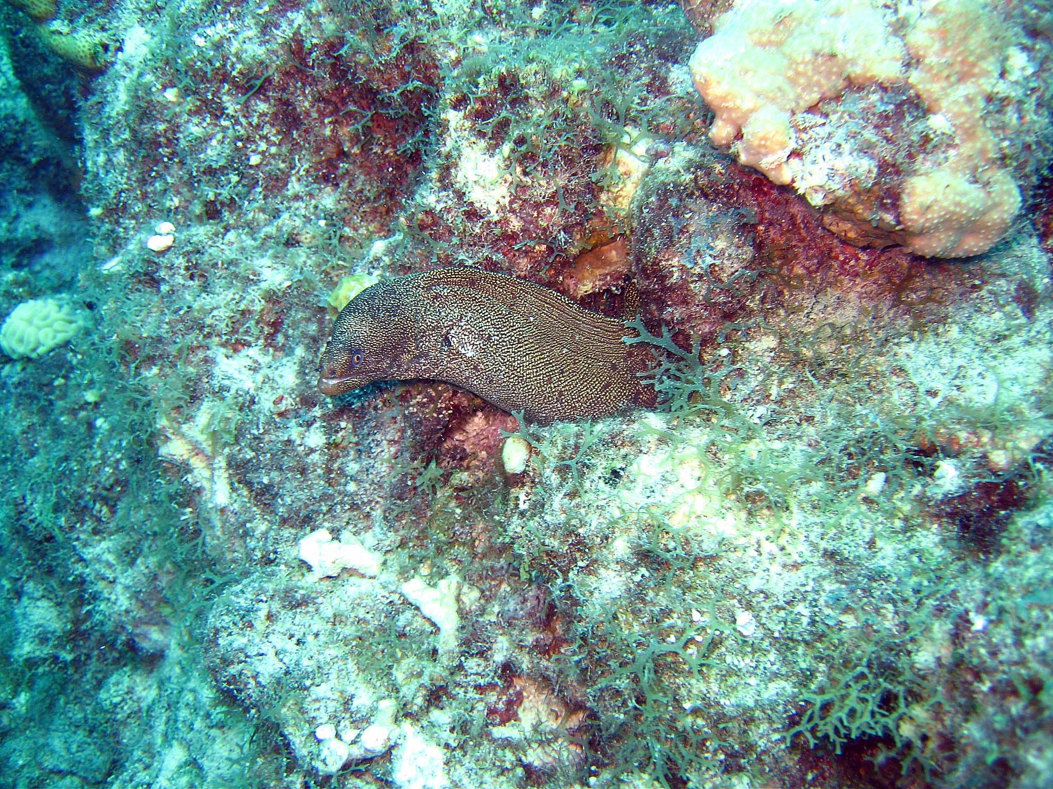 Spotted_Moray_3