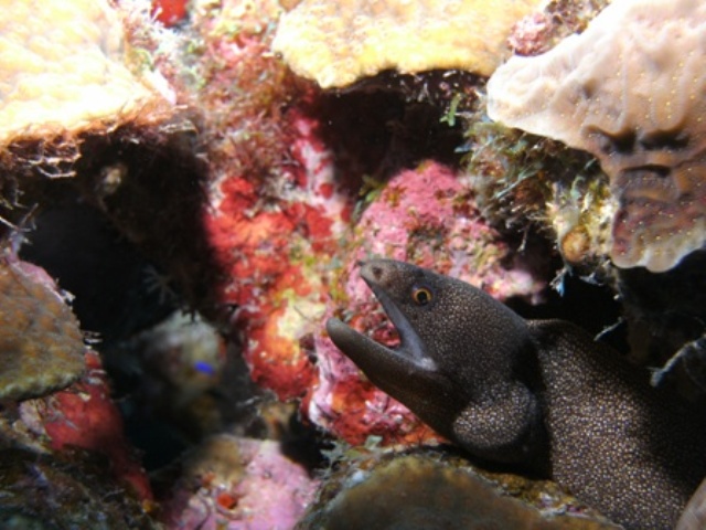 Spotted_Moray_Bonaire