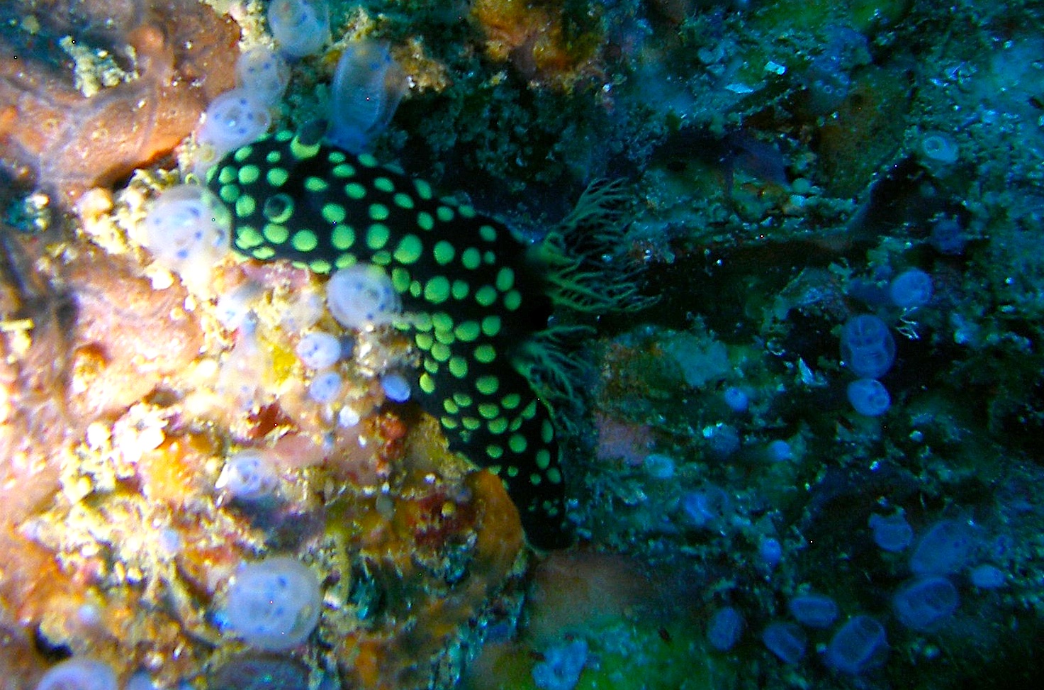 Spotted_Nembrotha_Malapascua