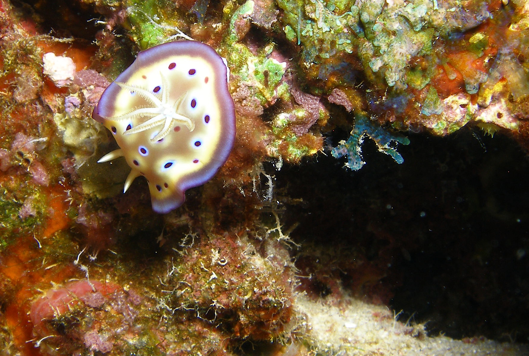 Spotted_Nudi_Cabilao_