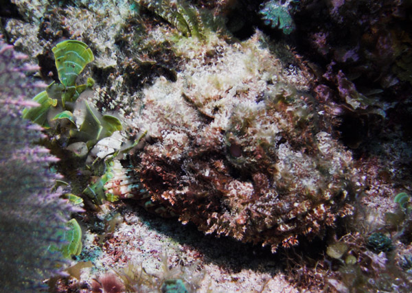 Spotted_Scorpionfish.jpg