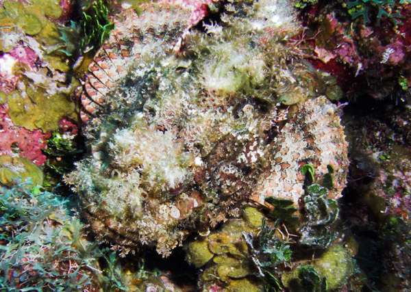 Spotted_Scorpionfish_2.jpg