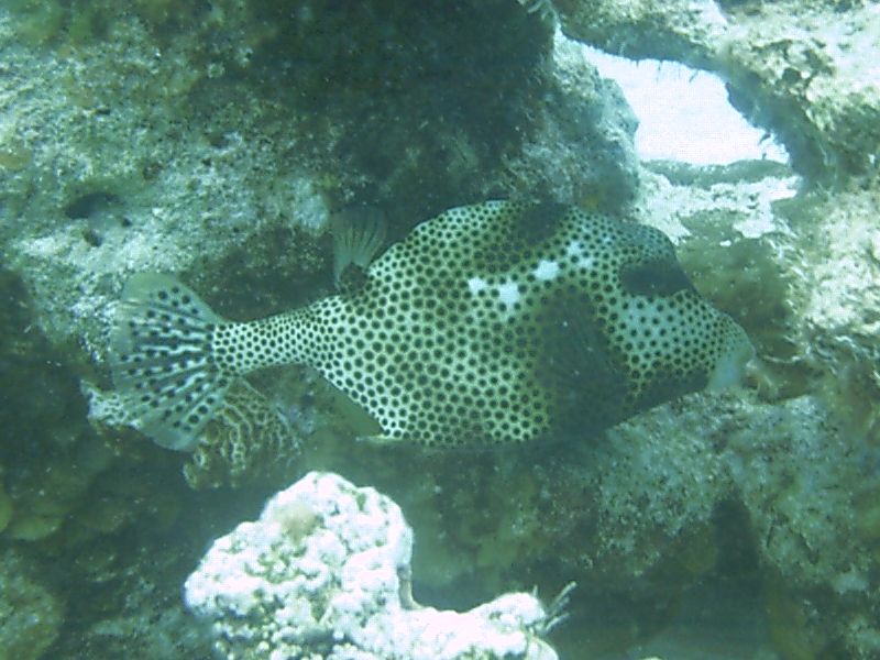 Spotted_Trunkfish