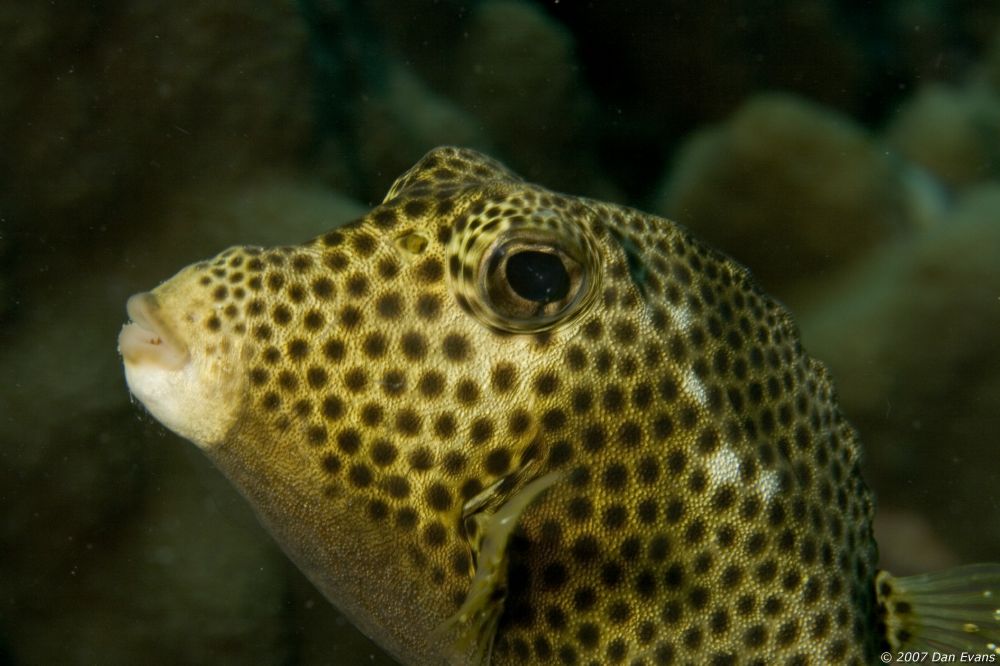 spotted_trunkfish