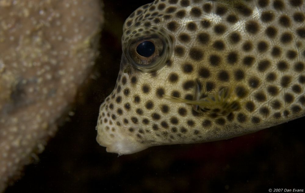 spotted_trunkfish2