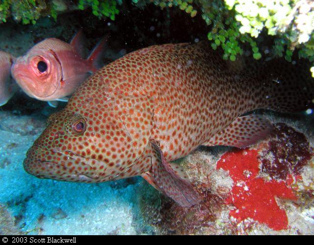 spottedgrouper