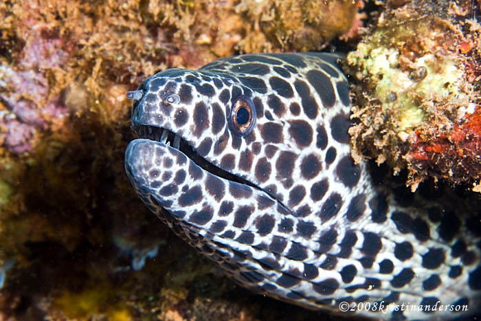 spotty eel