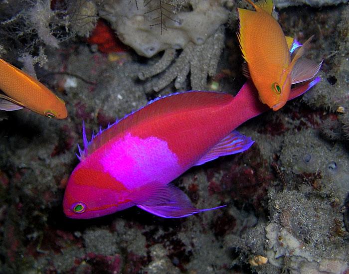 Squarespot Anthias